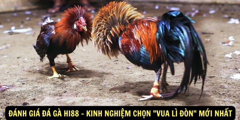 Đánh giá Đá gà hi88 - Kinh nghiệm chọn "vua lì đòn" mới nhất